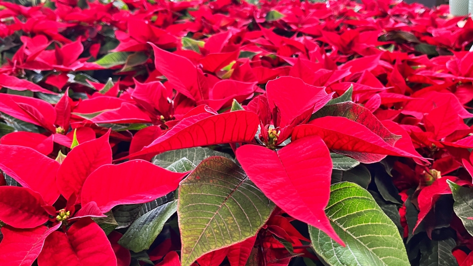 17. listopadu ZAVENO