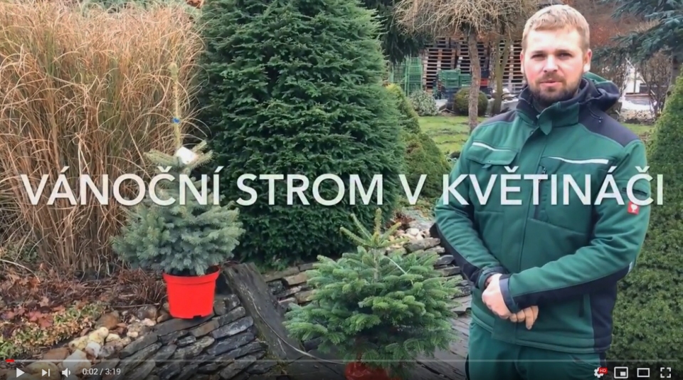 JAK SE SPRVN STARAT O VNON STROM V KVTINI?